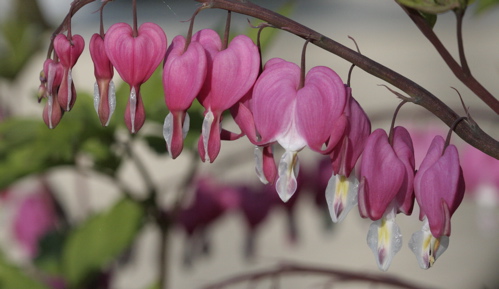 Bleeding Heart 2.jpg