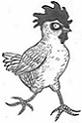 HomegrownChicken3.JPG