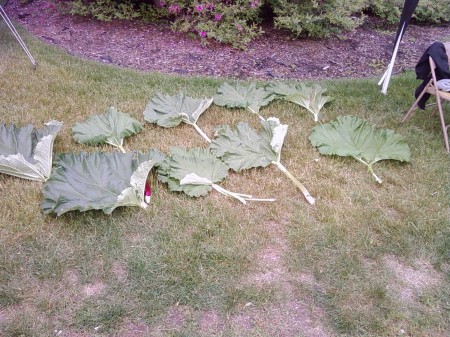 Rhubarb Stalk and Leaf Measuring