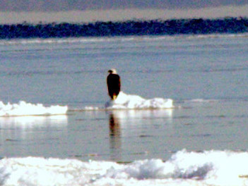 Eagle on Lake Superior