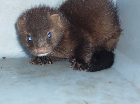 Mink, or Marten -- I've been told both -- with a spinal injury