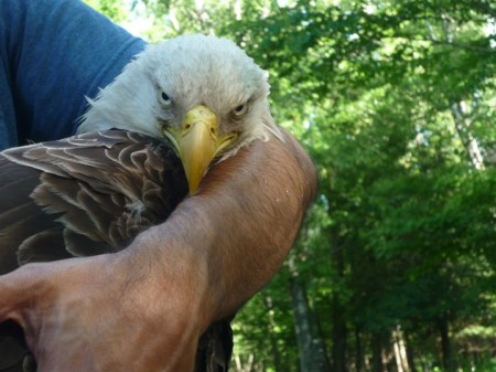 Eagle, injured