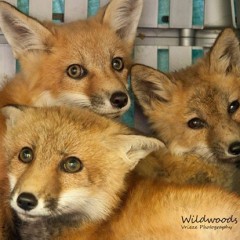 fox kits wildwoods