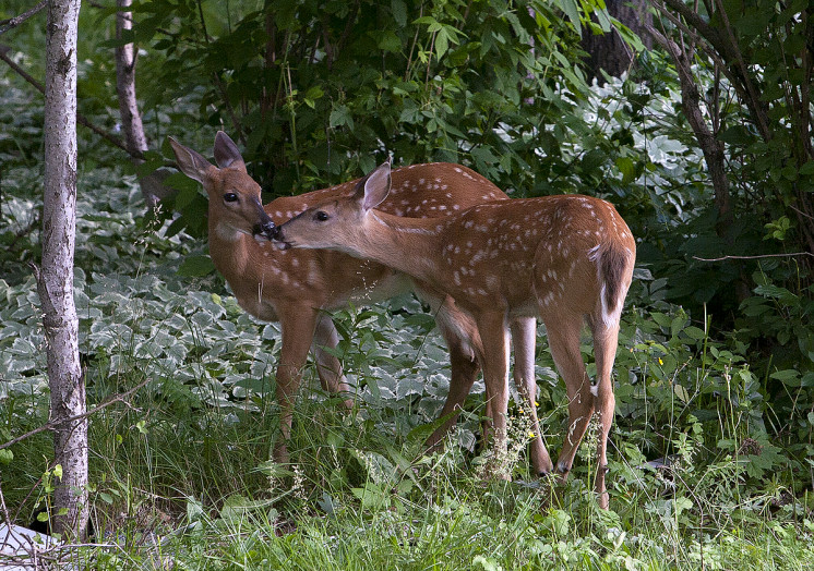 IMG_4858_fawns