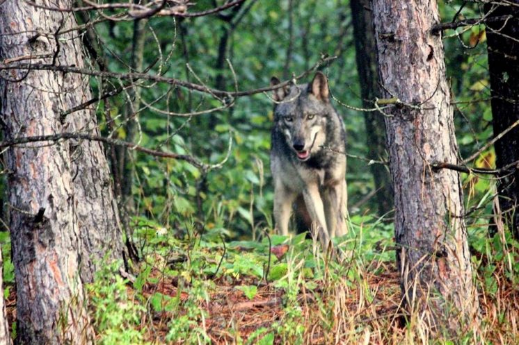 Grey Timberwolf in Duluth - photo by Ken Greshowak