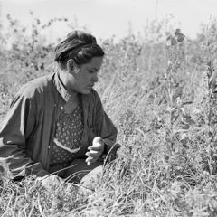 Picking Blueberries near Little Fork in 1937
