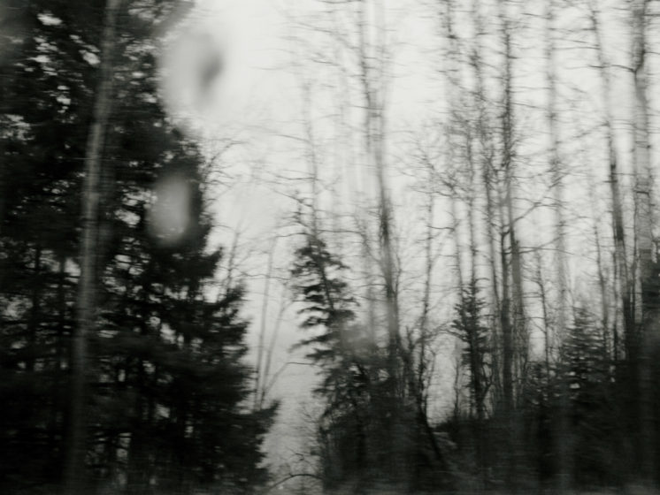 Tim White, untitled (trees in rain), Archival inkjet print,  2014