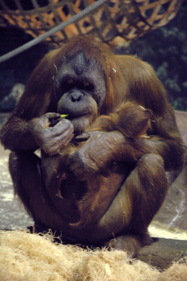 orangutan2.jpg