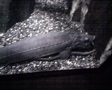 sturgeon eel small.JPG