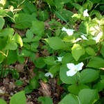 Large-flowered trilliums