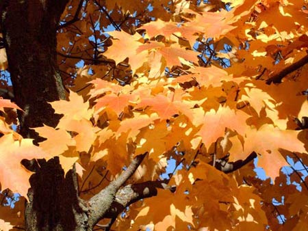 september_leaves