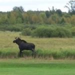 Moose on the Loose at Deer River High