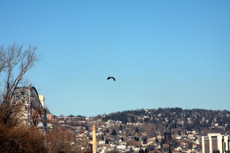 Eagle in the Duluth Harbor