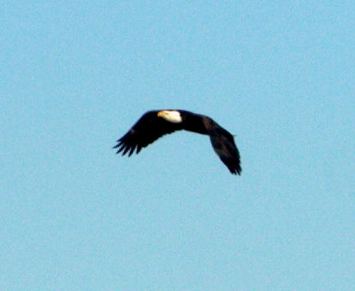 Eagle over Duluth
