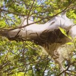 Forest tent caterpillars in southern Minnesota — March to Duluth begins!