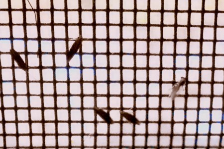 Bugs