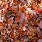 Fall Leaves Near Otto Lake