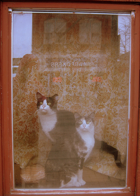 Cats in the Window of the Kozy