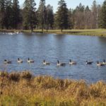 Make Way for Ducklings: Vintage Duluth to Forest Hill Cemetery