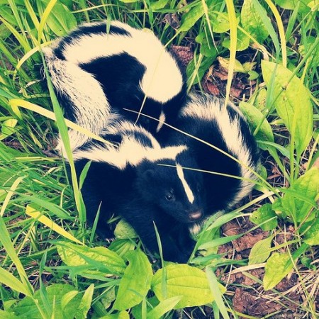 Skunks who are not injured