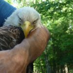 Eagle recovers at Wildlife Rehab Center