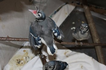 Blue Jay is ready for food