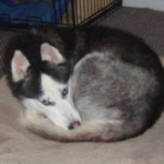Siberian Husky for Adoption
