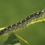 DNR: Full-on forest tent caterpillar invasion won’t be happening in 2012