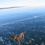 dog-on-ice