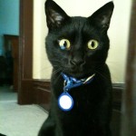 Lost: Black cat with blue scar in right eye 