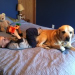 Yellow lab reunited with family!