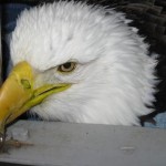 Young Female Eagle Struggles No More