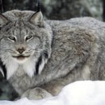 North Shore Sighting of Canada Lynx