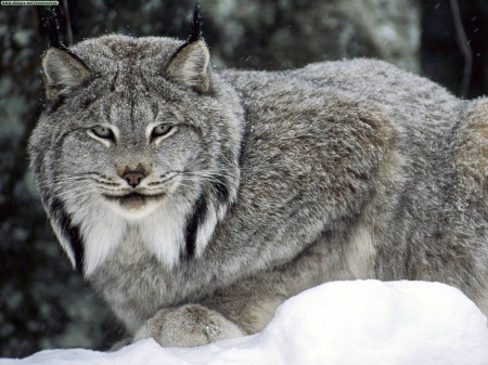 Minnesota Lynx Sightings