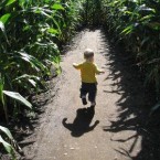 corn maze kid