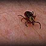 First Tick of the Year — 2013 Edition