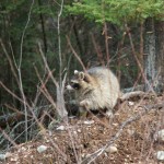 Winter will be Hard:  Wildwoods Retreats and Raccoon Relocation