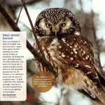 Local owl lands in national bird magazine