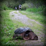 Big ol’ snapping turtle on Duluth’s Western Waterfront Trail