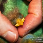 Nestling Robins