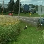 Grounded Eagle on Rice Lake Road