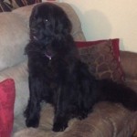 Lost Newfie in Twig area
