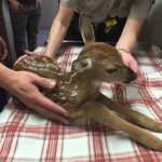 Douglas County fawn emergency created and averted; raccoon adventures