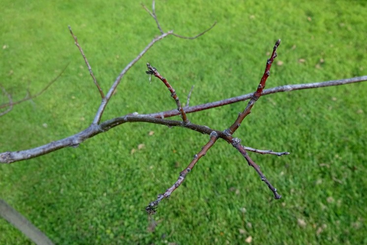 northern pin oak close up