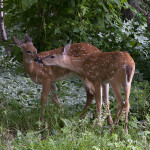 Two Young Fawns in the Backyard Last Night