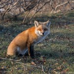 Red Fox near Duluth Harbor