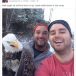 Bald eagle stuck in trap rescued by hunters