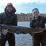 Improved habitat boosts lake sturgeon recovery in St. Louis River