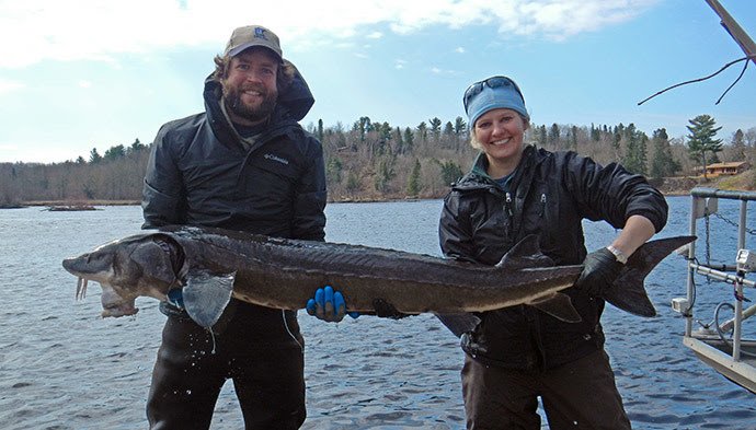 Jeramy Pinkerton and Anna Varian of DNR fisheries hold the largest sturgeon ever sampled in the St Louis River.The sturgeon, 65 inches long and about 53 pounds, was captured April 20, implanted with an acoustic transmitter and PIT tag and released.