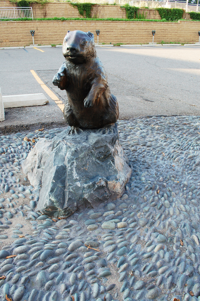 This Beaver in her pond of stones is part of the larger work, Estuary Plaza, done for the St. Louis County Government Services Center in downtown Duluth (2nd st and 4th ave W). The plaza needed to be “warmed up,” made welcoming and interesting, particularly as many of the building clients are arriving there under the stress of various needs, and are often bringing children with them. The Plaza has 8 animals and a bronze waterform bench as well as this Beaver (who is actually across the street, by the parking lot, directing people to the crosswalk). They are all animals that inhabit the Duluth estuary. 